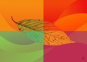 Lebhaftes Herbstblatt von Osvaldo Russo