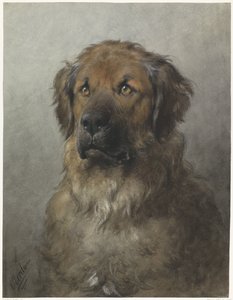Kopf eines Leonbergers, von vorne