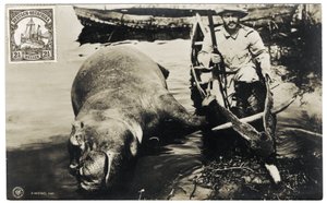 Deutscher Jäger mit Nilpferd, Deutsch-Ostafrika, ca. 1910