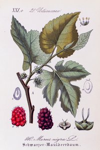 Blätter und Früchte der Schwarzen Maulbeere, Kunstwerk von Otto Wilhelm Thome aus Flora von Deutschland, Österreich und der Schweiz von Otto Wilhelm Thome