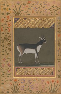 Schwarzer Bock, Folio aus dem Shah Jahan Album, recto: ca. 1615-20, verso: ca. 1530-50
