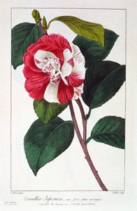 Camellia Japonica, veröffentlicht 1836
