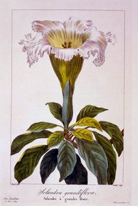 Kelchrebe, veröffentlicht 1836