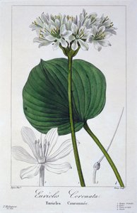 Euricles coronata, veröffentlicht 1836