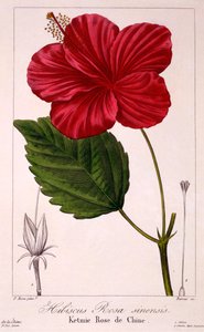 Hibiskus: H. rosa-sinensis