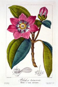 Melier, veröffentlicht 1836