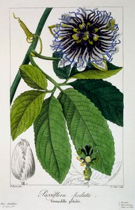 Passiflora pedata oder Passionsblume, veröffentlicht 1836