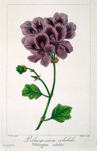 Pelargonium, veröffentlicht 1836 von Panacre Bessa