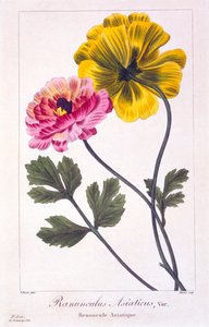Persische Butterblume, veröffentlicht 1836