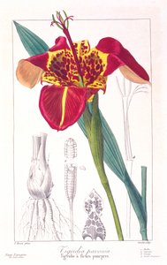 Tigerblume oder Pfauenblume, veröffentlicht 1836