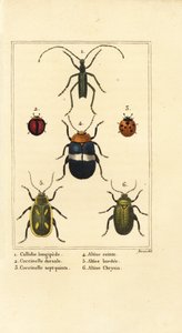 Callidium longipes 1, Marienkäfer, Jauravia dorsalis 2, Coccinella septempunctata 3, Flohkäfer, Altica cincta 4, Altica emarginata 5, und Altica chrysis 6