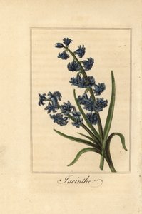Hyazinthe, Hyacinthus orientalis