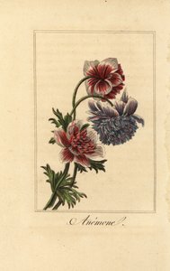 Hybride Anemonen-Mohnblume, Anemone coronaria von Pancrace (after) Bessa