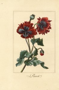 Hybride Mohnsorte, pavot, Papaver rhoeas von Pancrace (after) Bessa