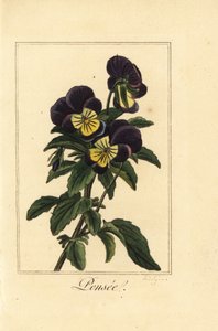 Stiefmütterchen, Pensee, Viola tricolor var.