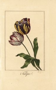 Tulpenarten, Tulipa gesneriana