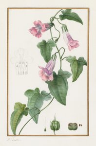 (Botanisch: Maurándia semperflorens)