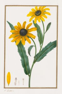 Schwarzäugige Susanne, 1828-1835