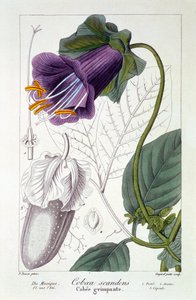 Cobaea scandens, 1836