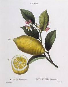 Zitrone (Citrus limonium), botanische Tafel von Pancrace Bessa von Pancrace Bessa