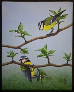 Blaumeisen, 2016 von Pat Scott