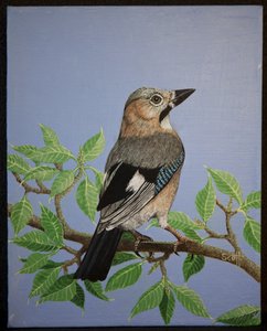 Eichelhäher, 2016 von Pat Scott