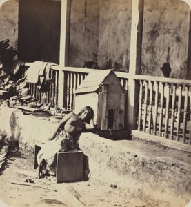 Chien de Garvel (Martinique), 1870er Jahre (Foto) von Paul Emile Miot