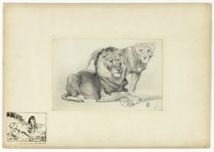Löwe und Löwin von Paul Friedrich Meyerheim