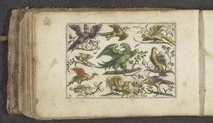 Raubvogel und zehn andere Vögel