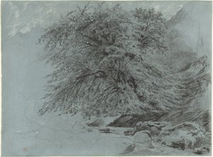 Eine wilde Buche in vollem Laub