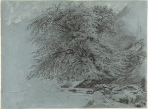Eine wilde Buche in vollem Laub