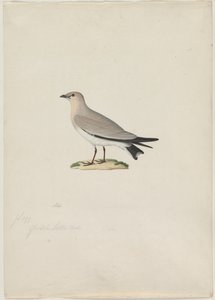 Kleine Pratincole Glareola lactea von Paul Huet