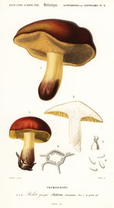 Boletus-Pilz, Boletus circinans (Gravur)