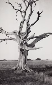 Toter Baum, Romney Marsh von Paul Nash