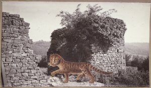 Tiger, Tiger, ca. 1938 (Collage) von Paul Nash