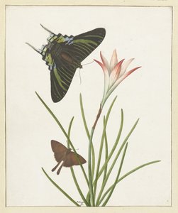 Zwei Schmetterlinge bei einer Lilie von Paulus Knogh