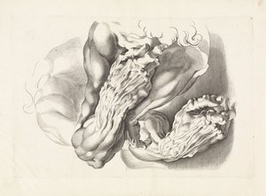 Anatomische Studien von Armen von Paulus Pontius
