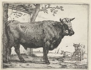 Stier von Paulus Potter