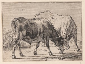 Zwei kämpfende Ochsen, aus Verschiedene Ochsen und Kühe von Paulus Potter