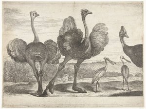 Strauße, Kasuar und Löffler von Peeter Boel (attributed to)