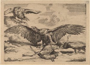 Adler