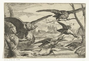 Raubvögel von Peeter Boel