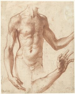 Studie eines Torsos