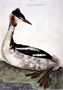 Der Haubentaucher (Podiceps cristatus) Tafel aus 