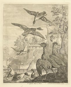 Enten und Reiher bei einem Vogelteich