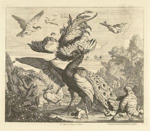 Hahn greift einen Pfau an (Verschiedene Vögel)