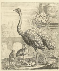 Straußvogel und Truthähne in einem Garten mit antiken Ruinen von Peter Casteels (III)