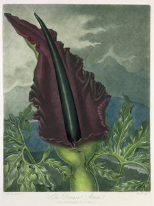 Die Drachen-Aronstab, graviert von Ward, aus 
