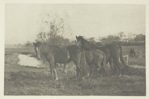 Fohlen auf einem Norfolk-Moor