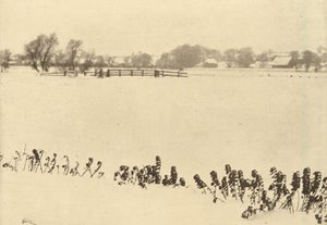Sumpfgräser, vor oder um 1895
